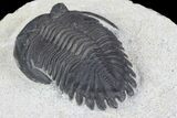 Detailed, Hollardops Trilobite Fossil #76954-4